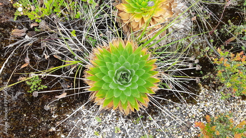 Quadro su tela frailejón