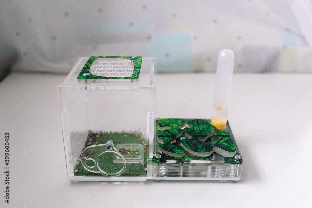 Fototapeta premium Acrylic ant farm, formicarium with Reaper ants decorated arena and test tube for drinking ants stands on the table at home. Green color pet house