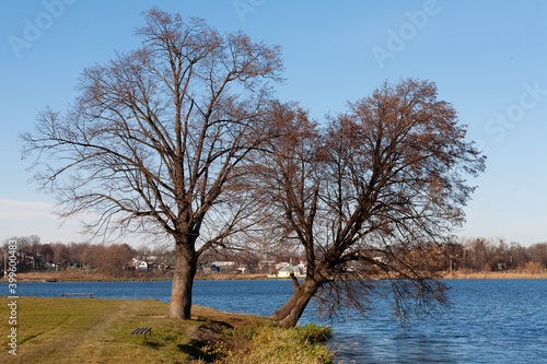 Two trees near the lake in the city park. One tree leaned towards the water. Against the background of the blue sky.