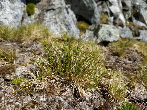 Macrophoto of Deschampsia antarctica, the Antarctic hair- grass, one of two flowering plants native to Antarctica