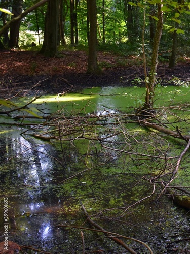 Fototapeta Naklejka Na Ścianę i Meble -  swamp in the forest