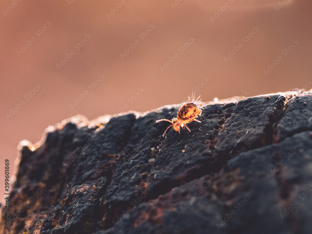 Collembole - Springtail - Dicyrtomina saundersi - collembola - petit animal vivant dans le sol des forêts Collembole - Springtail - Dicyrtomina saundersi - collembola - petit animal vivant dans le sol des forêts