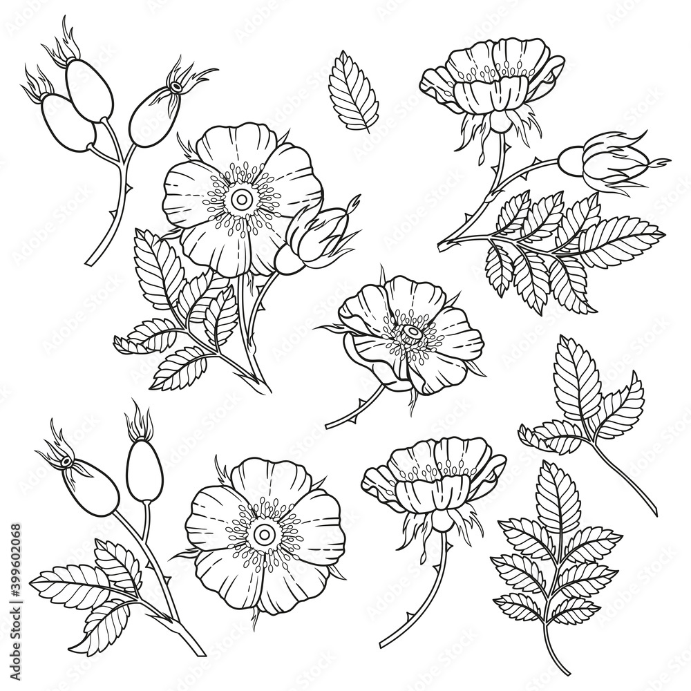 Black and white dog-rose flowers, branches and leaves. Vector isolated on white background. Coloring book, elements for packaging design of cosmetics, medicine, tea, wedding invitetion and cards