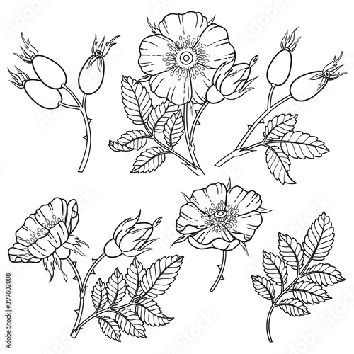 Black and white dog-rose flowers, branches and leaves. Vector isolated on white background. Coloring book, elements for packaging design of cosmetics, medicine, tea, wedding invitetion and cards photo