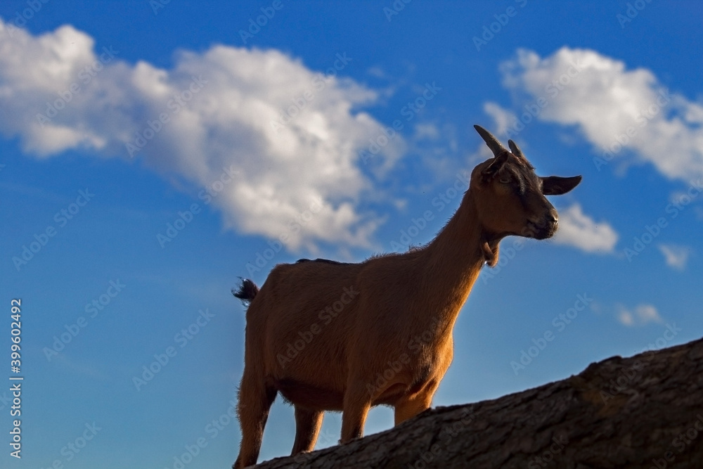 Naklejka premium capra e cielo azzurro nello sfondo