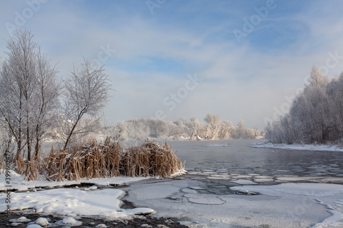 A section of a river with a turbulent current. The water does not freeze in winter and flows between the stones covered with snow. On the shore there are trees covered with frost.