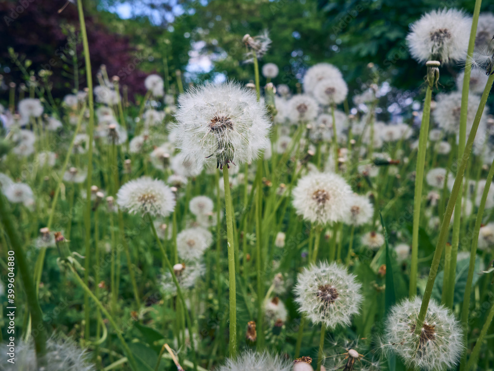 White fluffy dandelions in bloom.