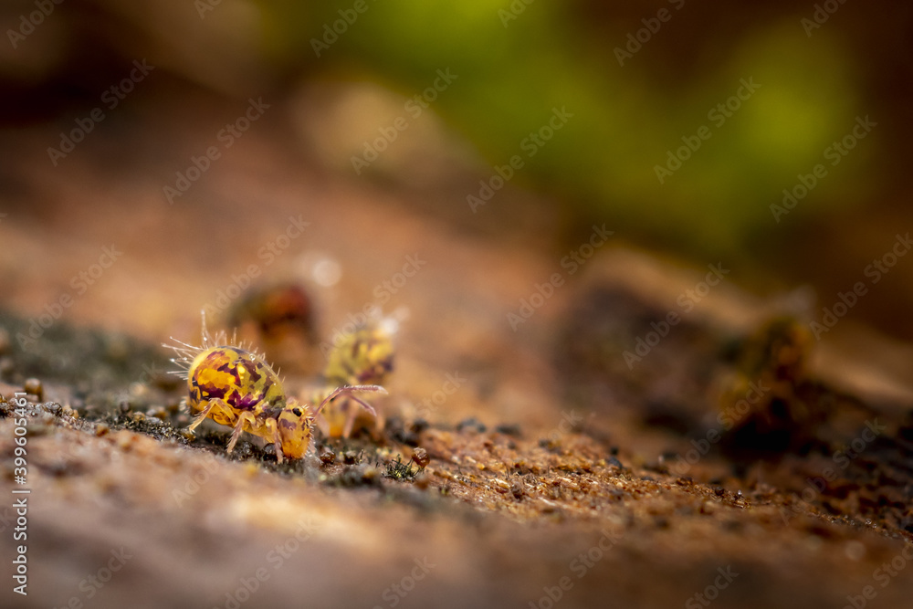 Collembole - Springtail - Dicyrtomina saundersi - collembola - petit animal vivant dans le sol des forêts Collembole - Springtail - Dicyrtomina saundersi - collembola - petit animal vivant dans le sol des forêts