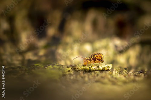 Collembole - Springtail - Dicyrtomina saundersi - collembola - petit animal vivant dans le sol des forêts
