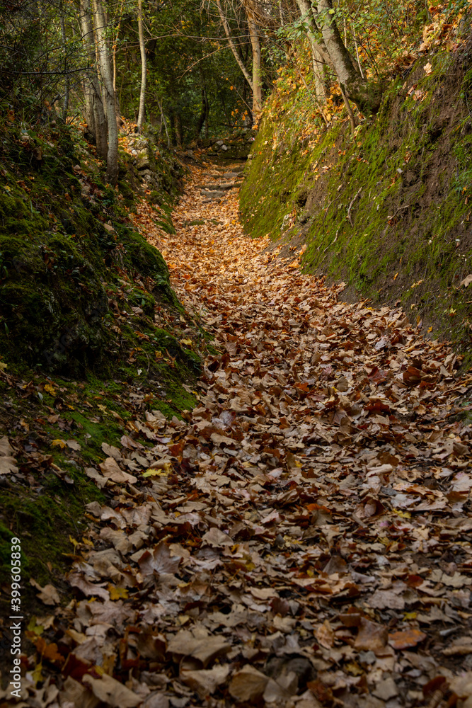 Path in an autumnal wood covered with orange, red and yellow leaves. towards inner peace Path in an autumnal wood covered with orange, red and yellow leaves. towards inner peace
