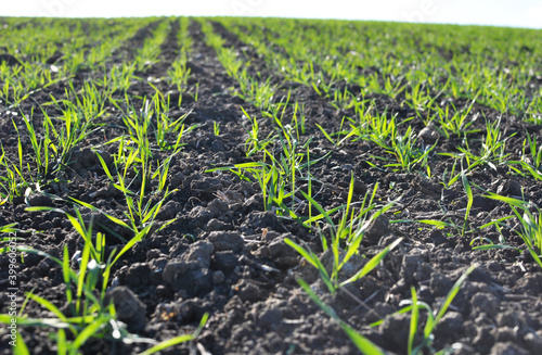 Winter wheat sowings