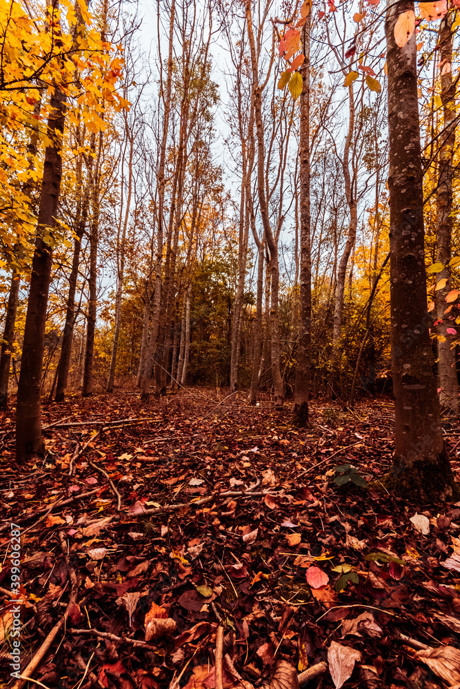 Autumn in the Cotgrave Country Park, beautiful colors trees Autumn in the Cotgrave Country Park, beautiful colors trees