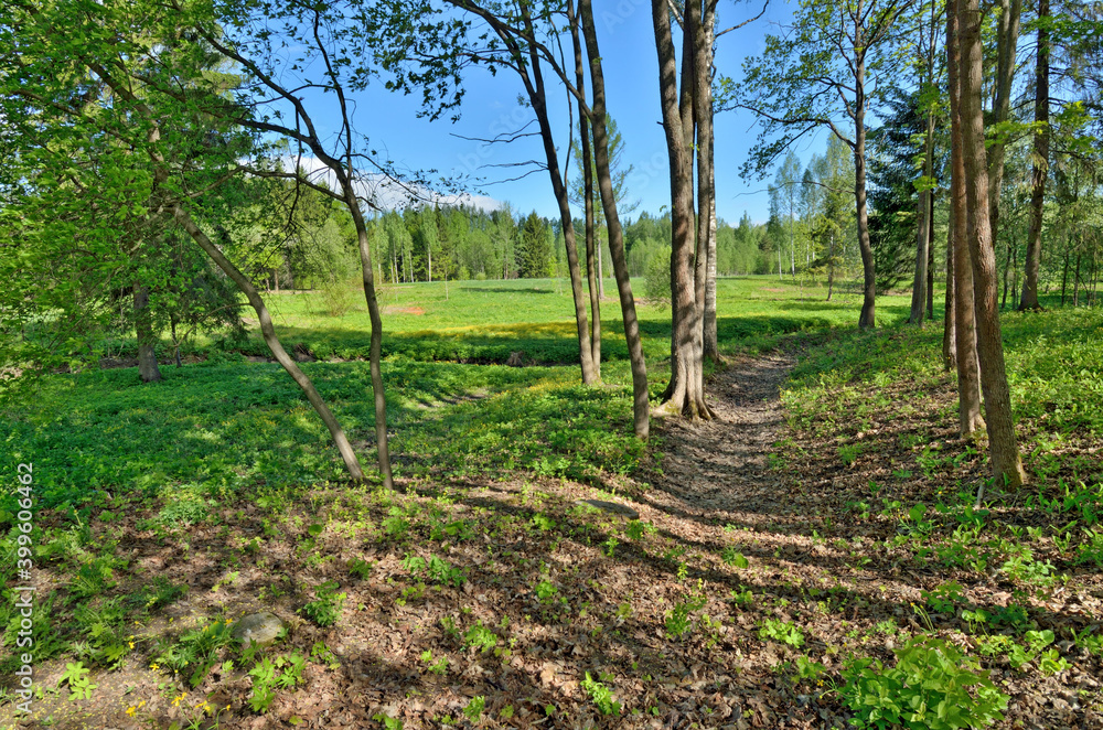 Beautiful landscape in the forest.
