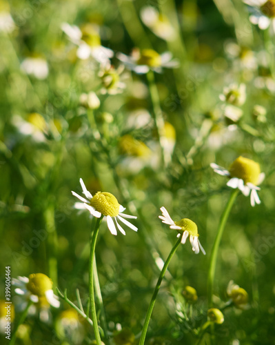 Chamomile flowers in a garden.