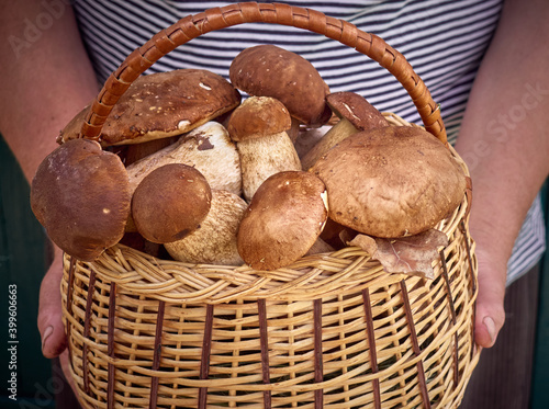 Fresh mushrooms in the basket.