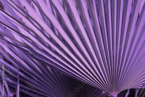 Violet palm tree leaf with sunlight reflection. Abstraction background. Tropical forest