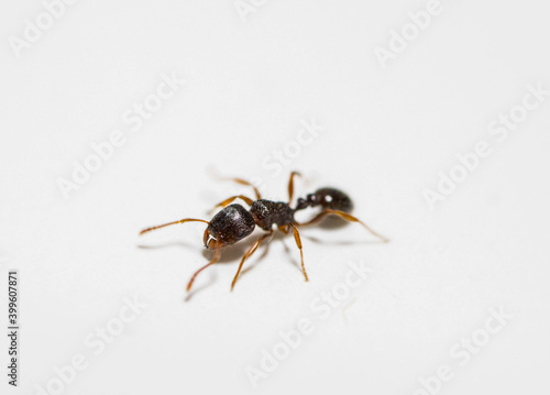 Lil Ant Guy © Danny
