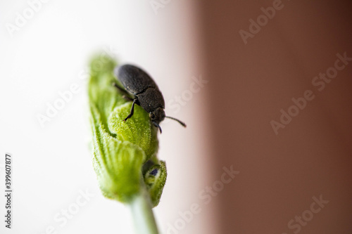 Beetle on Aloe