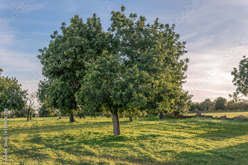Carob trees in a field on the island of Mallorca photo