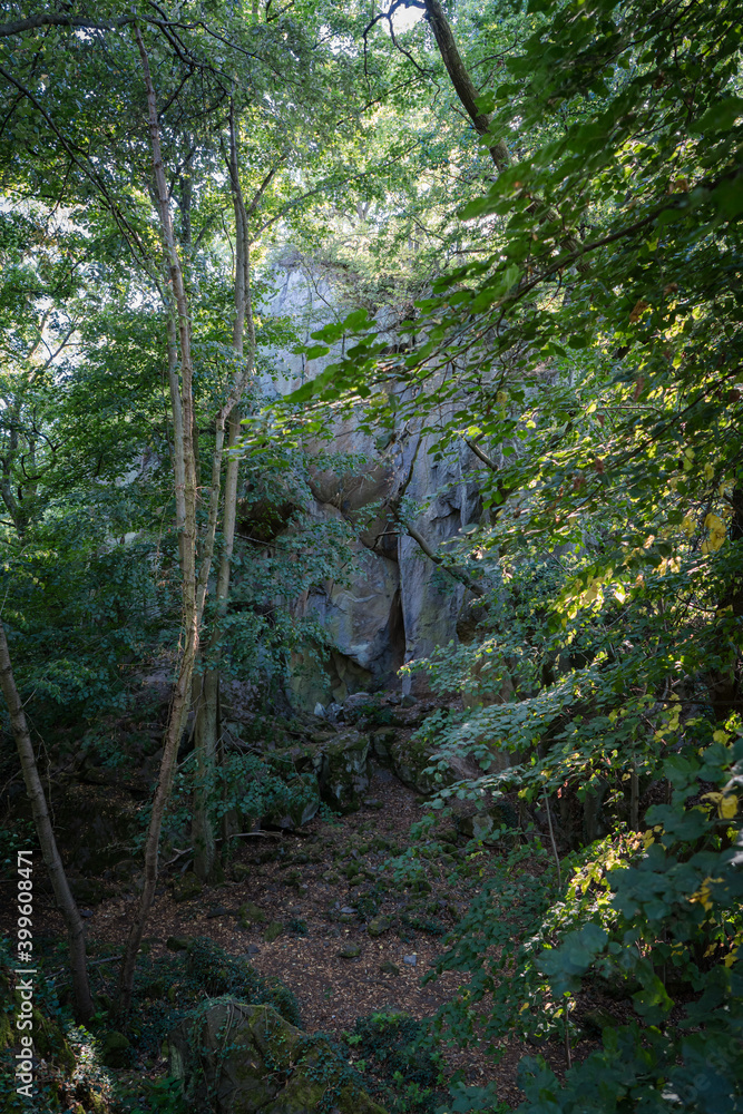 Fototapeta premium View on a overgrown rock wall in a forest.