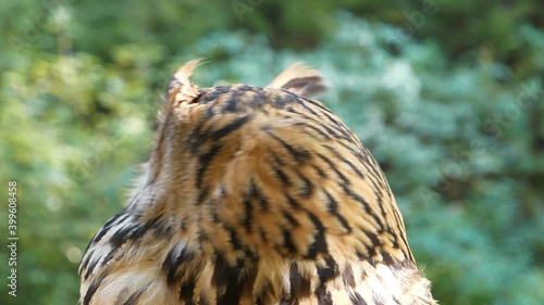 Jenny eagle owl turns its head and looks around photo