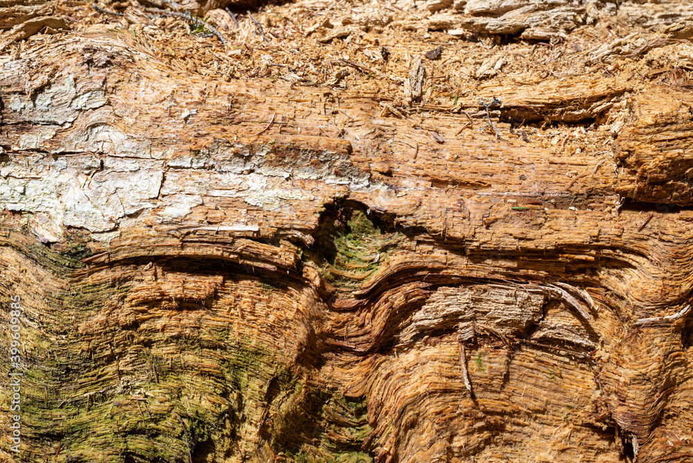 Obraz premium Detail of an old tree bark - suitable as a background