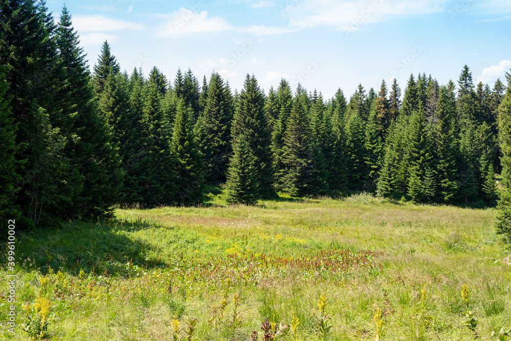Coniferous forest and mountain meadow under blue sky with white clouds in summer Coniferous forest and mountain meadow under blue sky with white clouds in summer