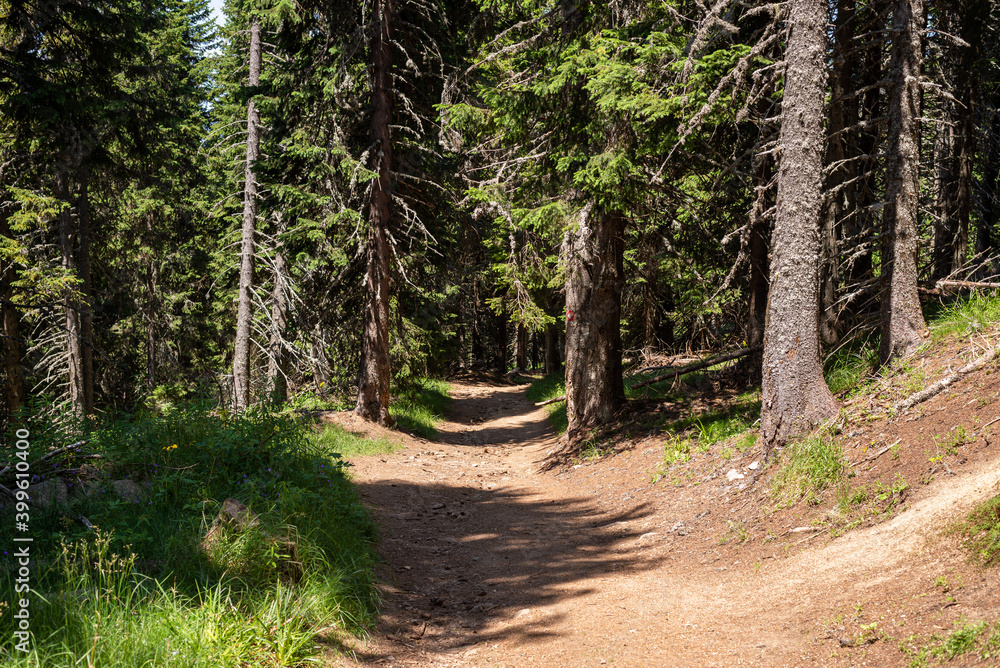 Fototapeta premium Path through a coniferous forest during a summer sunny day