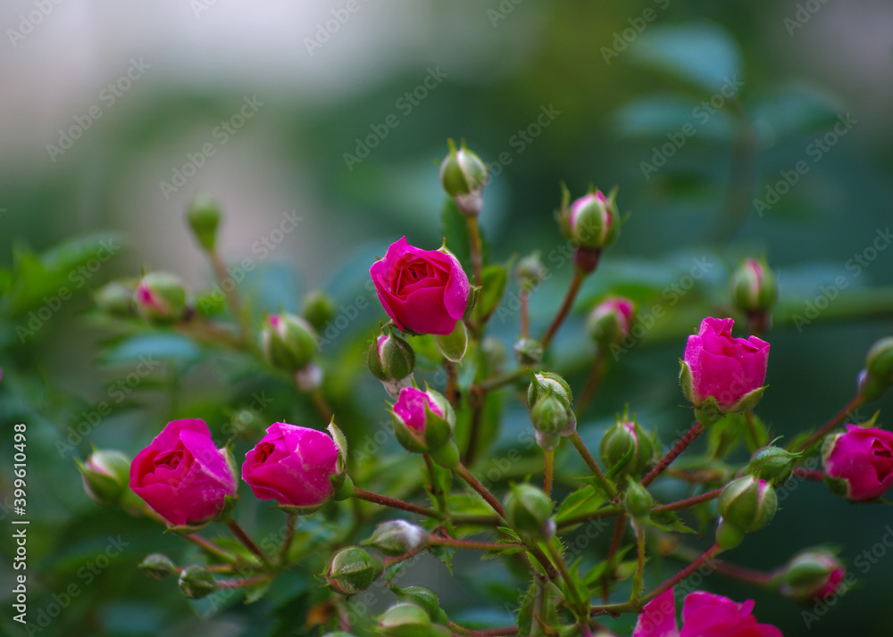 Pink roses on the bush, macro, rose garden
