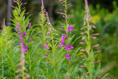 Pink wildflowers on a mountain meadow - close-up