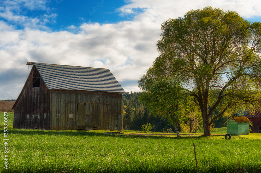 Barn and white oak tree with a tire swing Barn and white oak tree with a tire swing