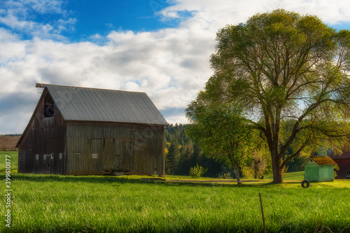 Barn and white oak tree with a tire swing