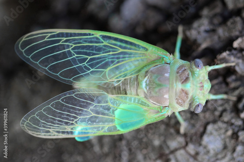 Cigale adulte quelques heures après sa naissance, elle n'a pas ses couleurs définitives Adult cicada a few hours after its birth, it does not have its definitive colors