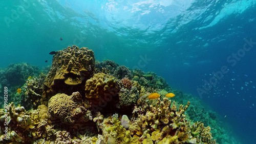 Fototapeta Naklejka Na Ścianę i Meble -  Tropical Seascape Underwater Life. Tropical underwater sea fish. Philippines.