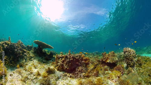 Underwater Scene Coral Reef. Underwater sea fish. Tropical reef marine. Colourful underwater seascape. Philippines.