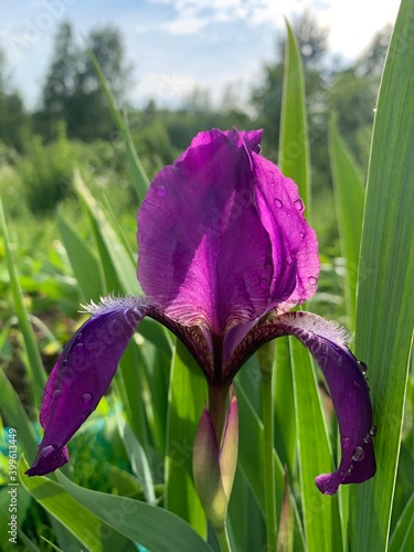 Irispurple