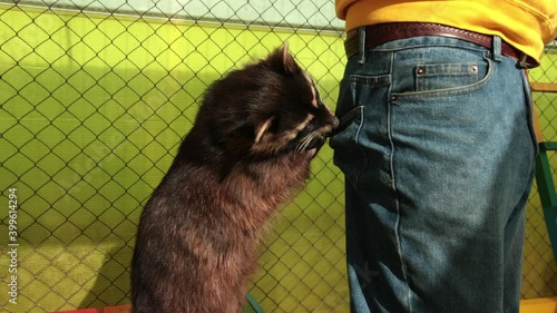 Crab-eating raccoon procyon cancrivorus steals a food from tourists at the zoo. Racoon kidnap something out of pocket. Animal city bandit photo