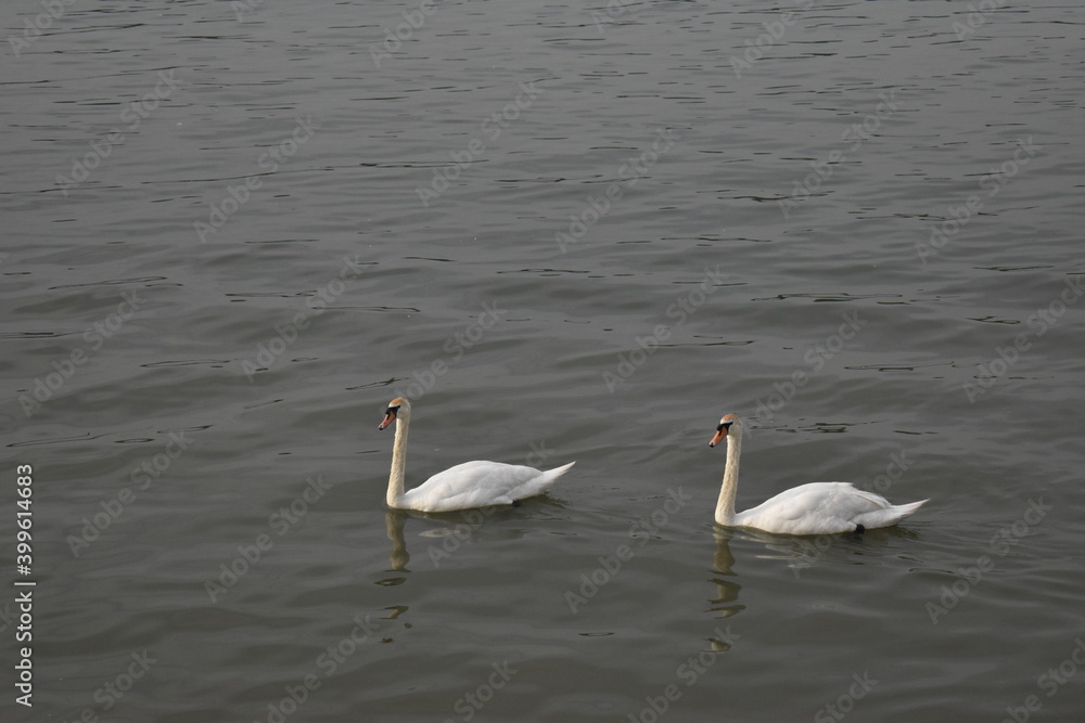 Two swans in the lake