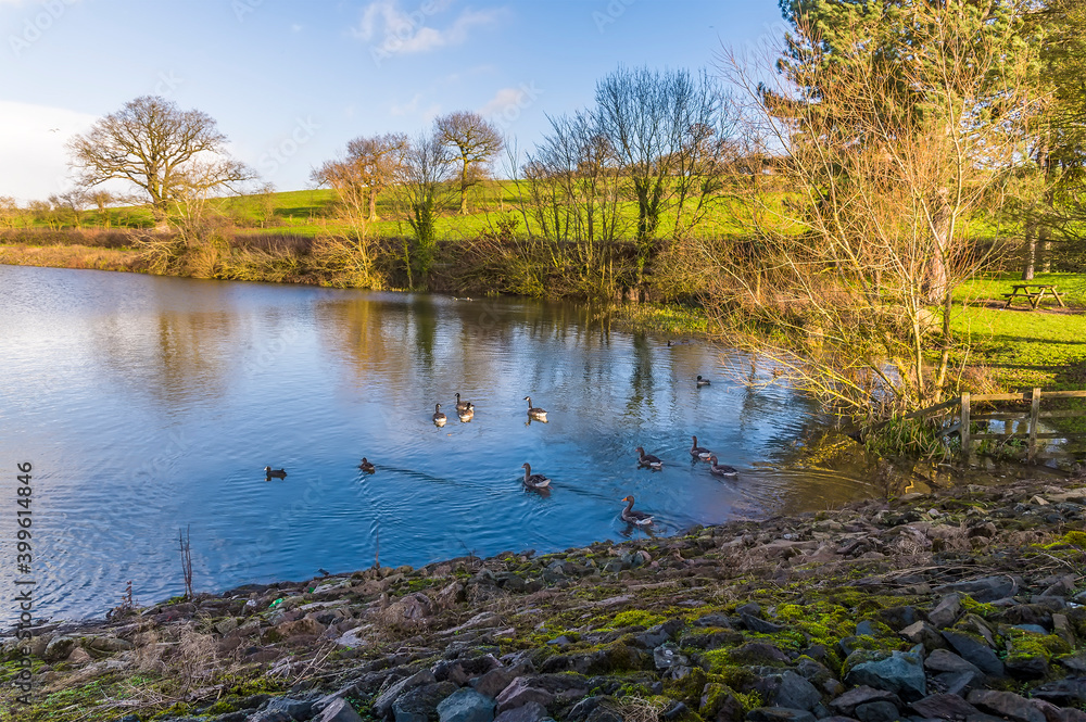 Obraz premium Ducks and Geese swimming on Thornton Reservoir, UK on a bright sunny day