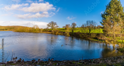 A panorama view of Ducks and Geese swimming on Thornton Reservoir, UK on a bright sunny day