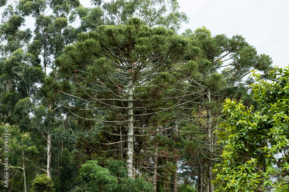 Fototapeta premium tree 