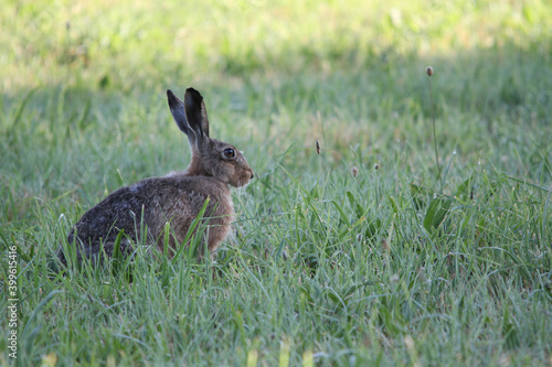 alert rabbit on green grass during spring, easter tradition symbol