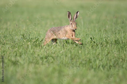 alert rabbit on green grass during spring, easter tradition symbol
