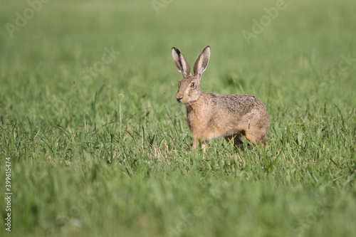 alert rabbit on green grass during spring, easter tradition symbol © Felix Busse Phtgrphy