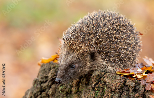 Hedgehog (Scientific name: Erinaceus Europaeus) Wild, native, European hedgehog in natural woodland habitat, facing left on a tree stump in Autumn.  Close up. Horizontal.  Space for copy.