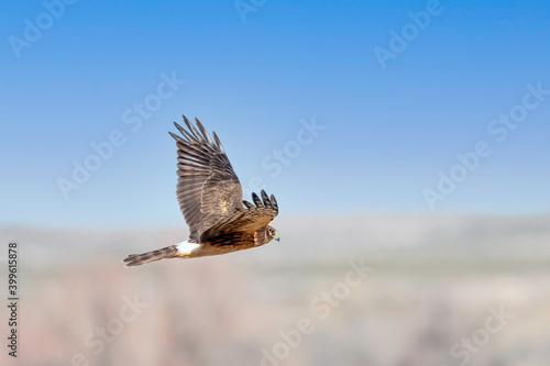 Northern Harrier Hawk on the hunt