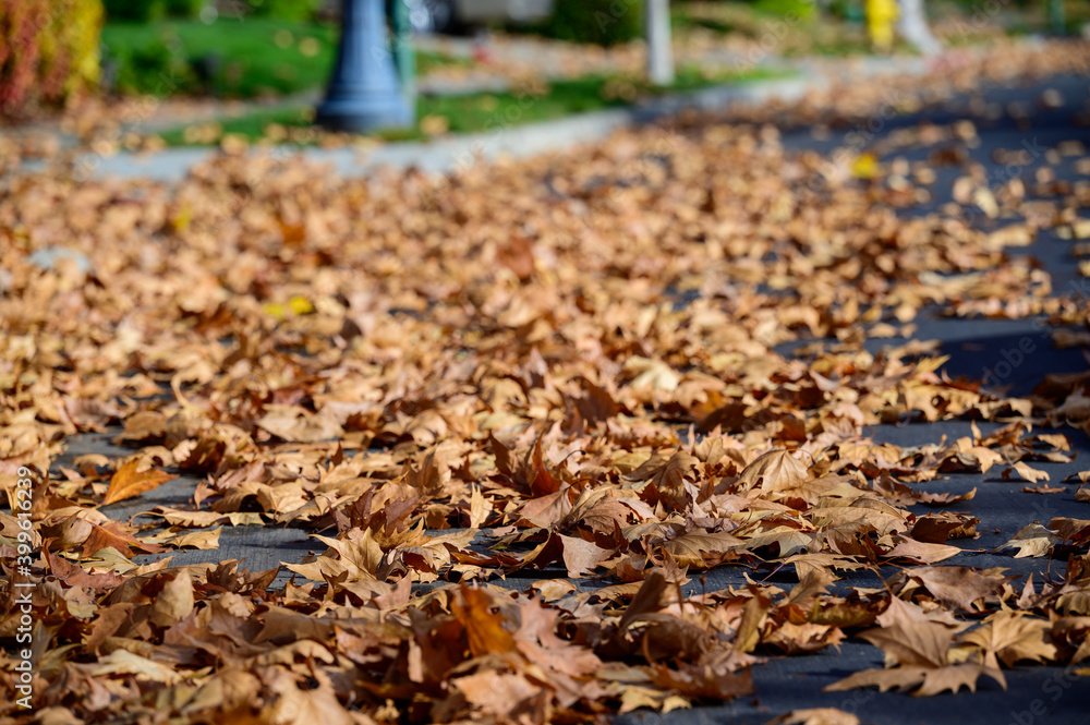 Autumn leaves on ground and trees Autumn leaves on ground and trees