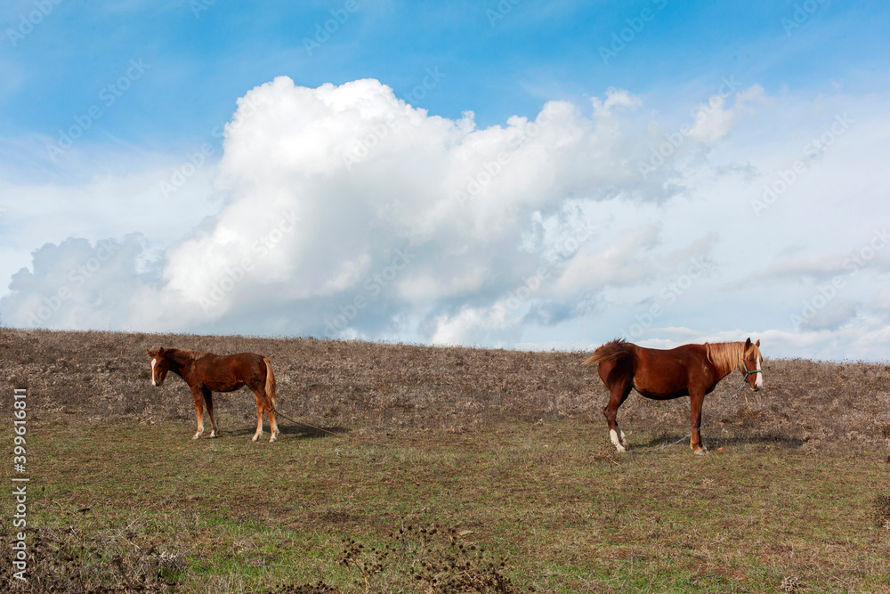 horses in the field horses in the field