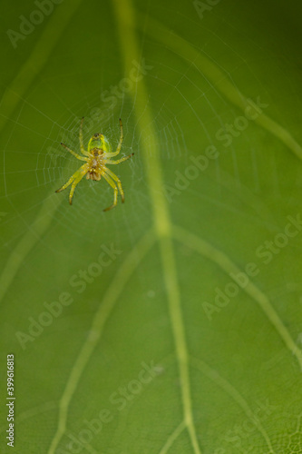 A spider web hanging on small branches with a small spider in the center of the image, the cobweb shines from the sunlight. In the background a large green leaf