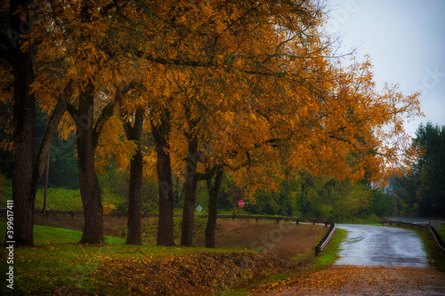 Autumn colors along a country road